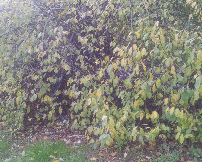 Aculiecinieka foto