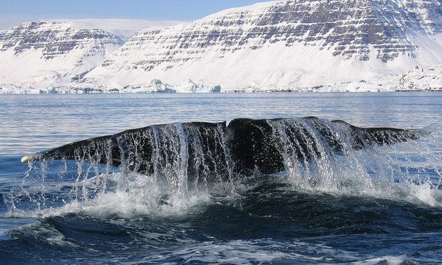 Foto: Flickr.com/Greenland Travel