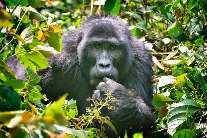 Foto: Rod Waddington, Flickr
