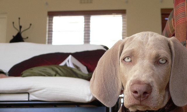Foto: Flickr.com/Caninest