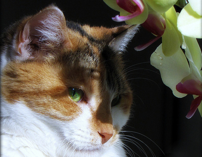 Foto: Trish Hamme, Flickr.com