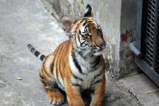 Foto: Harvey Barrison, Flickr