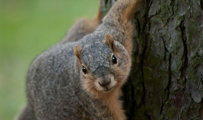 Foto: StevenW., Flickr