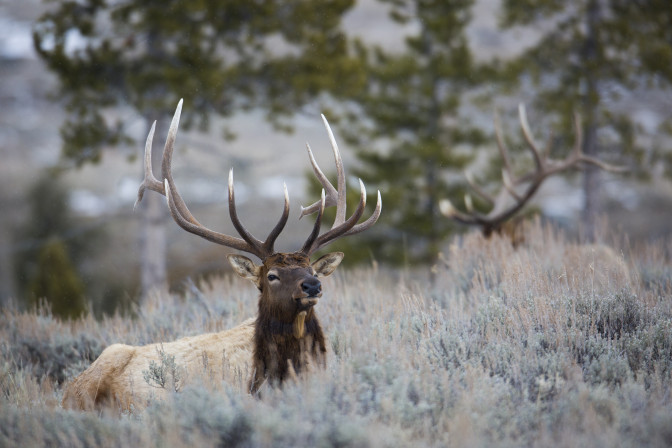 Foto:  Yellowstone National Park/Flickr