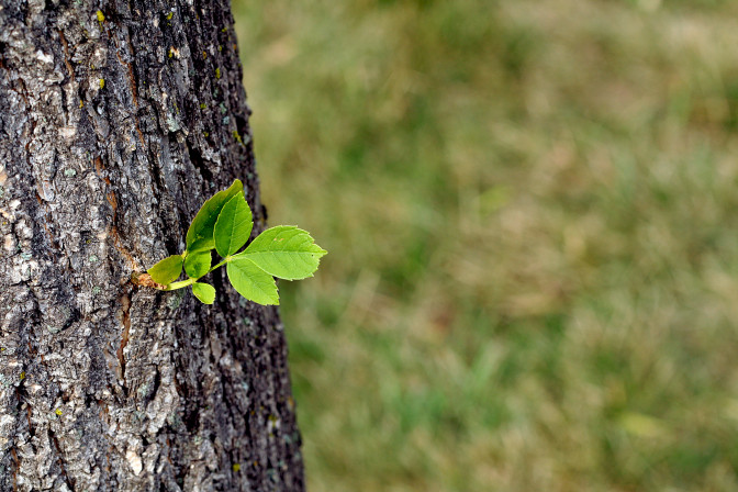 Foto:  Sharon Mollerus/Flickr