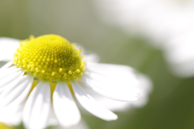 Foto: Takashi Hososhima, Flickr