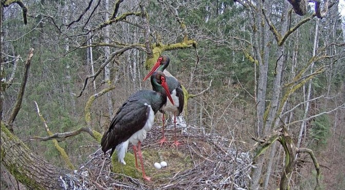Foto: Latvijas Dabas fonds