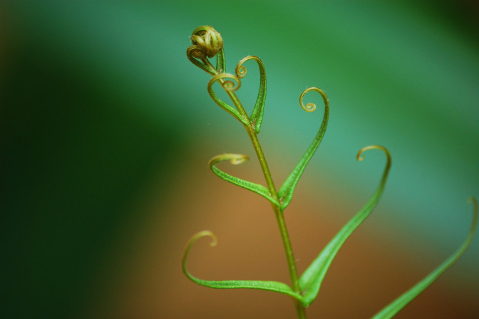 Foto: motique, Flickr