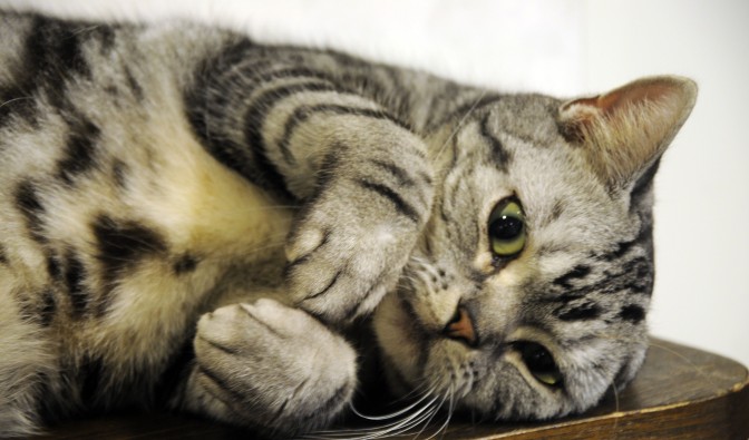 FOTO: Flickr