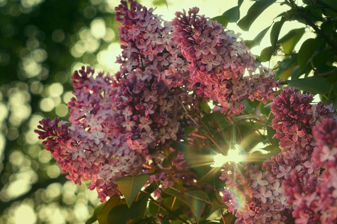 Foto: MattysFlicks, Flickr