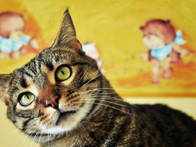 Foto: Flickr.com