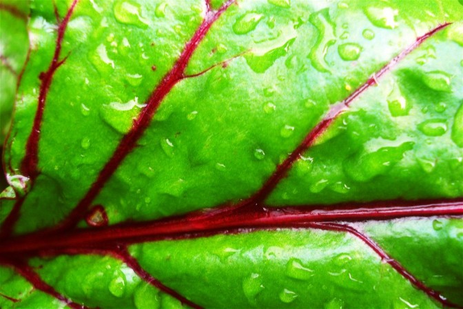 Foto: net_efekt, Flickr