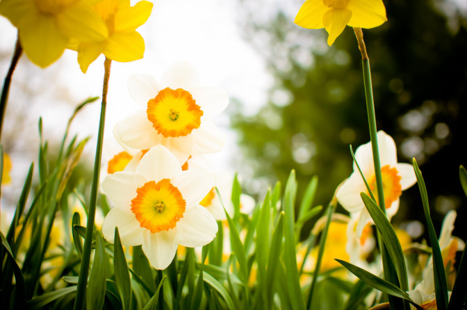 Foto: Janice Cullivan, Flickr