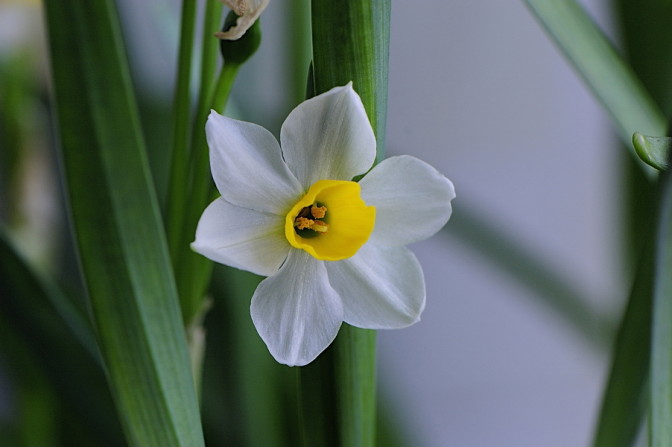 Foto: li yong, Flickr