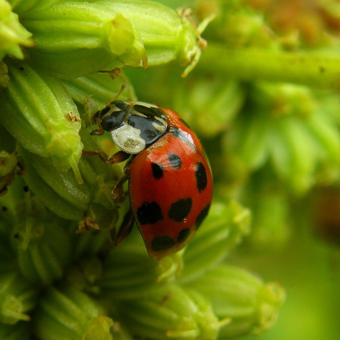 Foto: Daniella Segura, Flickr