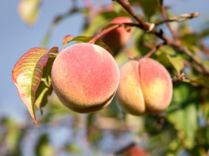 Foto: A_Peach, Flickr