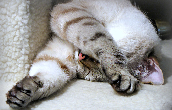 Foto: Flickr