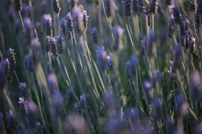 Foto: Jimmy Baikovicius, Flickr