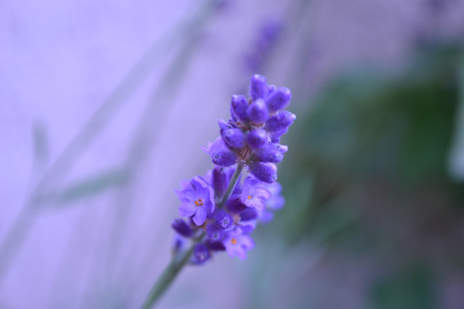 Foto: zelah_w, Flickr