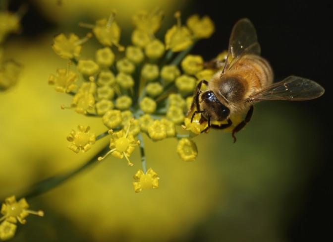 Foto: Ingrid Taylar, Flickr