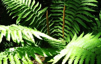Foto: InAweofGod'sCreation, Flickr