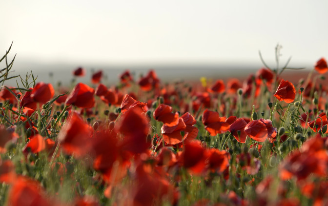 Foto: Flickr