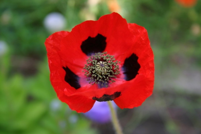 Foto: Flickr