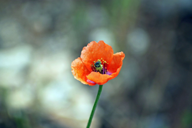 Foto: Flickr