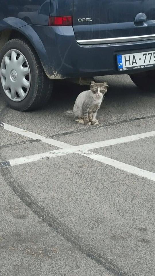 Foto: Dzivnieku Draugs/Facebook