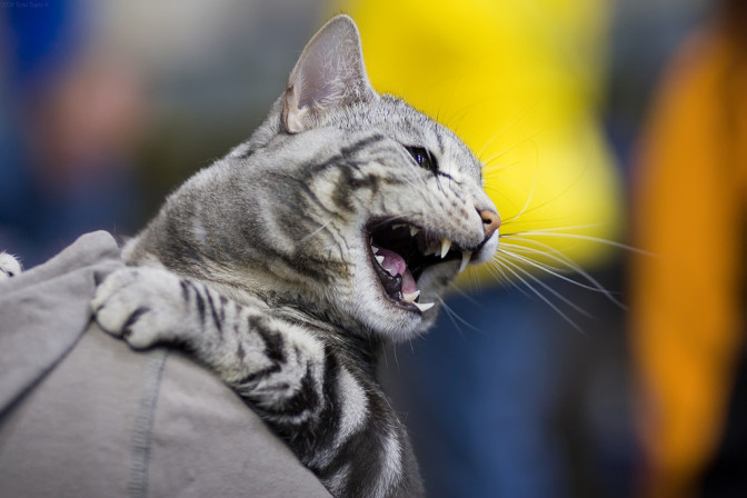 Foto: Flickr