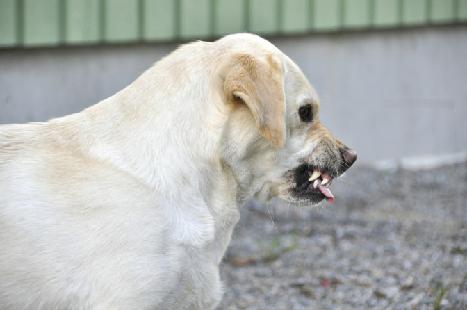 Foto: Flickr