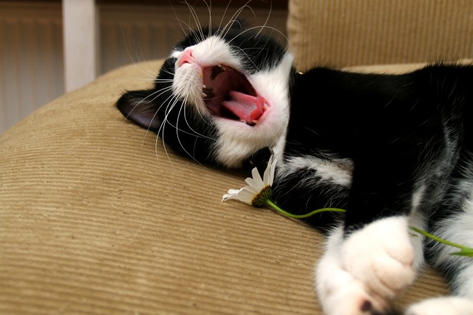 FOTO: Flickr