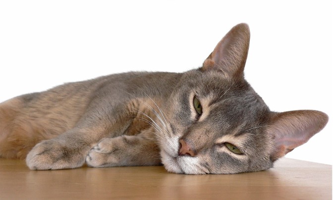 Abyssinian cat 
