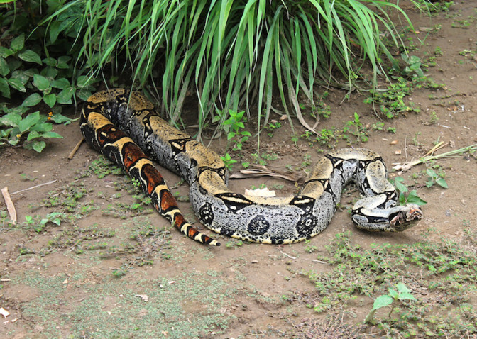 Foto: Rainforestcruises.com