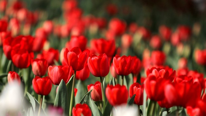 FOTO: Flickr.com