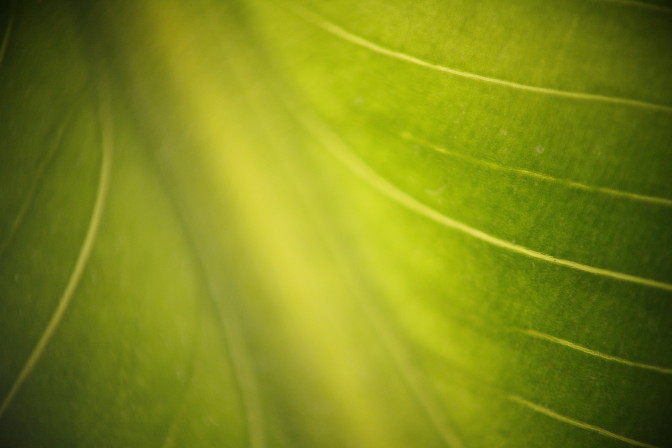 Foto: Flickr.com