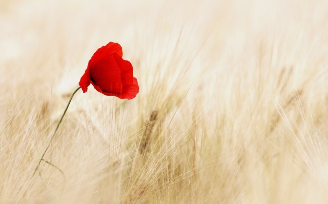 FOTO: pixabay.com