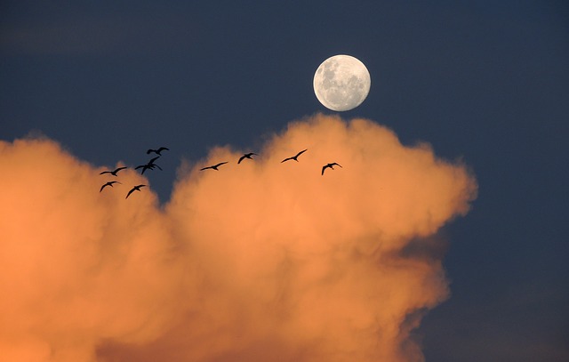 Foto: Pixabay