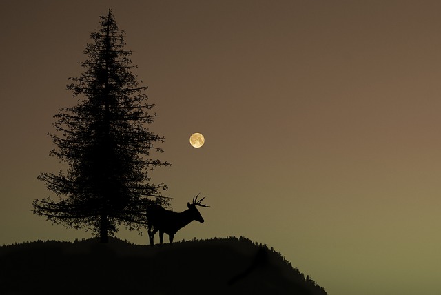 Foto: Pixabay