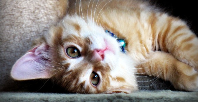 Foto: Flickr