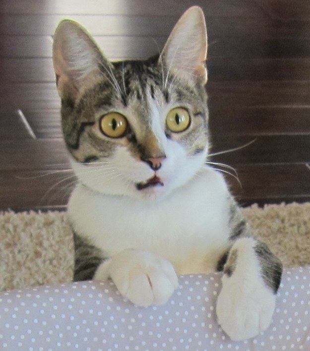 Foto: Catlovers.co