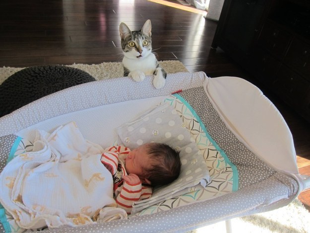 Foto: Catlovers.co