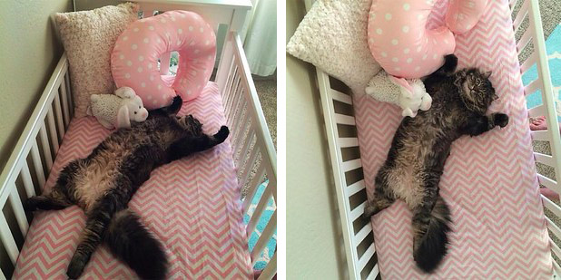 Foto: Catlovers.co