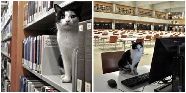 Foto: Catlovers.co 