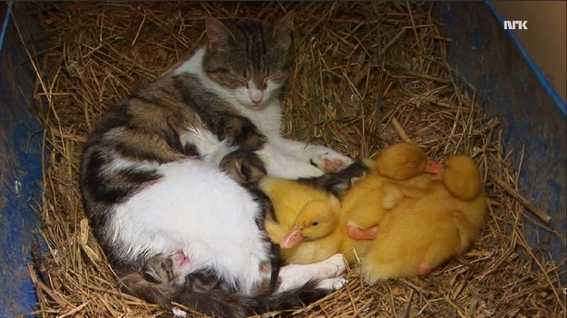 Foto: Catlovers.co 