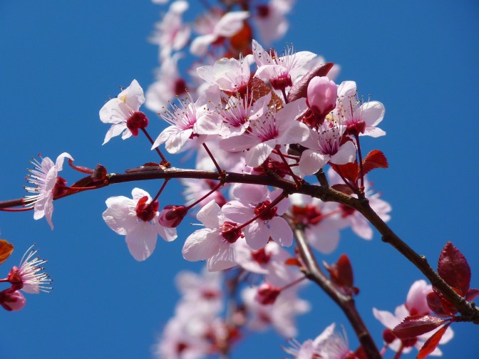 Foto: pixabay.com
