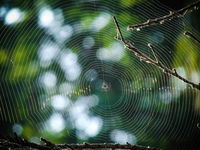 Foto: pixabay.com