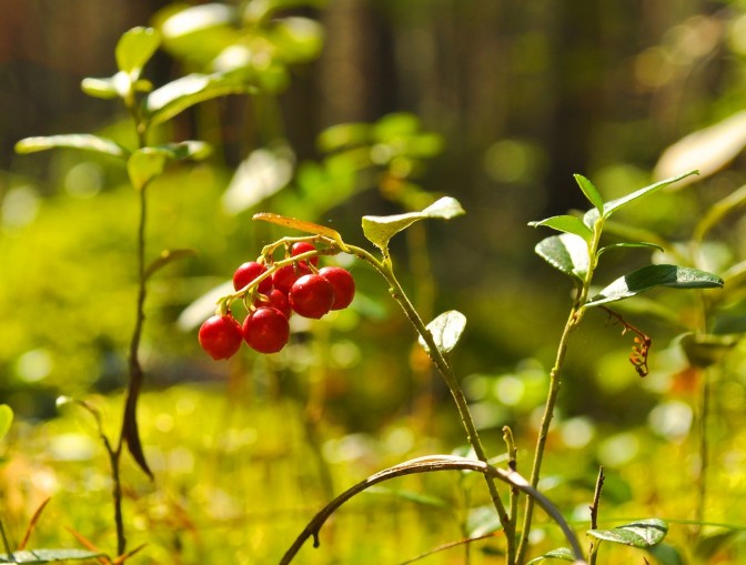 Foto: pixabay.com
