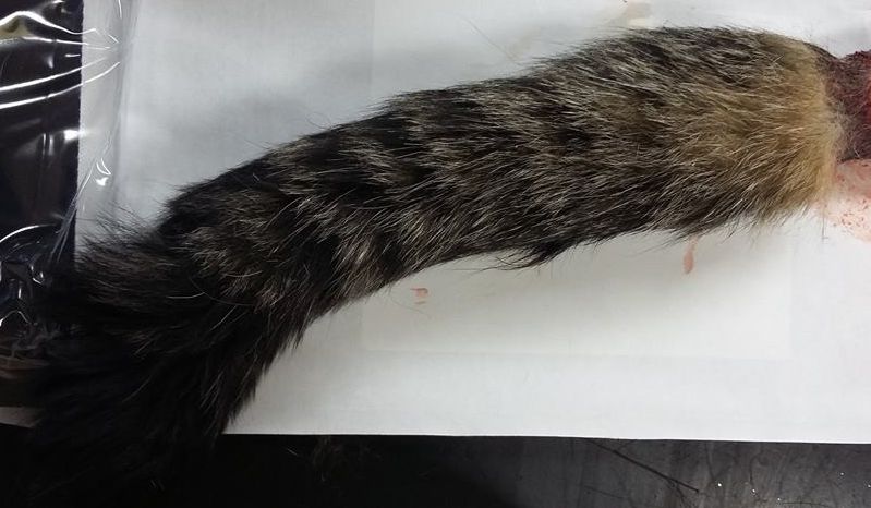 Foto avots: Trīnīte