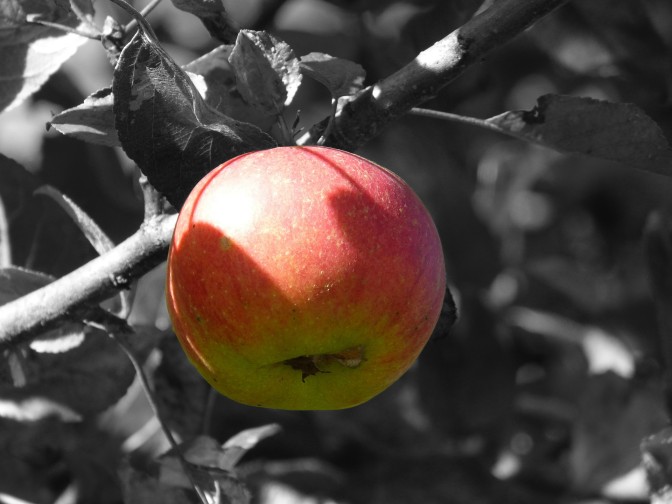 Foto: pixabay.com